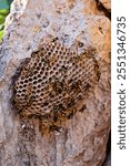 Close-up view of wasp nest with active yellow-black wasps, an intricate hexagonal structure on rocky background