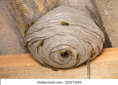 Closeup View Of Wasps And Huge Nest