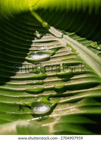 Close-up view of water dynamically flowing and pooling on the deep ribs of a large, dark green tropical leaf under focused natural light.