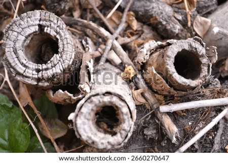 Close-up view of weathered tree bark and hollow branches laying on the forest ground, surrounded by fallen leaves and twigs. The rich textures highlight the beauty of nature in autumn