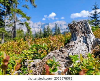 A close-up view of a weathered tree stump surrounded by green foliage with a mountain range in the background under a clear blue sky - Powered by Shutterstock