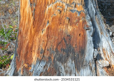 A close-up view of a weathered tree trunk showing intricate textures and patterns. The bark features a mix of orange, brown, and gray hues. - Powered by Shutterstock