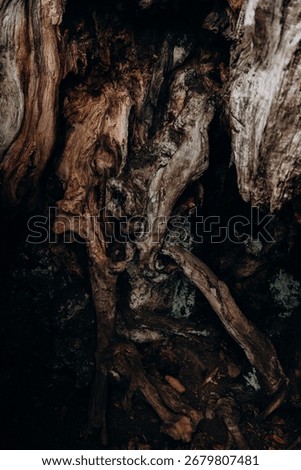 A close-up view of weathered, twisted tree bark and wood with intricate natural patterns. The aged wood displays deep grooves, swirling grain patterns, and rich brown textures that show years of weath