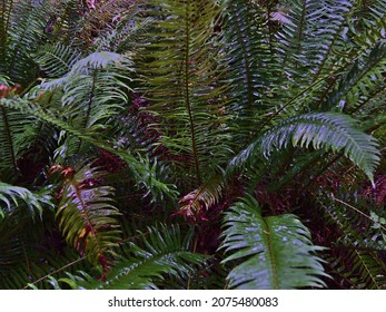Closeup view of western swordfern (Polystichum munitum) with wet green leaves in temperate rainforest at Cathedral Grove, British Columbia, Canada on rainy day in autumn. Focus on leaves in center.