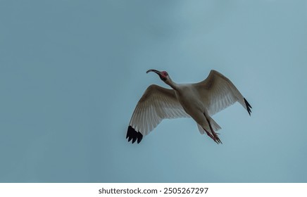 Close-up view of a white ibis (Eudocimus albus) in the equator. White ibis birds living freely in their natural habitat. - Powered by Shutterstock