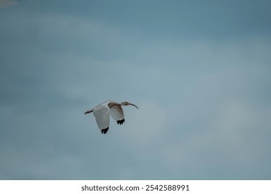 Close-up view of a white ibis (Eudocimus albus) in the equator. White ibis birds living freely in their natural habitat. - Powered by Shutterstock