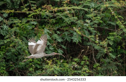 Close-up view of a white ibis (Eudocimus albus) in the equator. White ibis birds living freely in their natural habitat. - Powered by Shutterstock