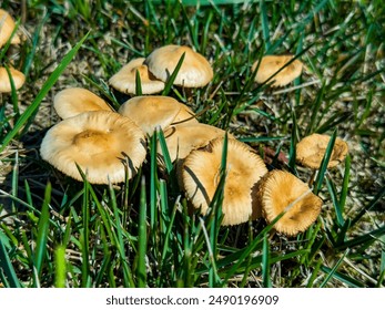 Close-up view of wild mushrooms sprouting in green grass, highlighting their natural beauty and intricate details, perfect for nature enthusiasts and those interested in fungi - Powered by Shutterstock