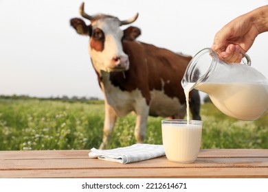 Closeup View Of Woman Pouring Milk Into Glass On Wooden Table And Cow Grazing In Meadow