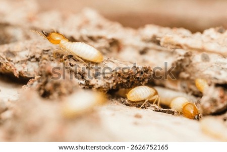 Close-up view of worker termites actively consuming and damaging a piece of wood, highlighting the destructive nature of these pests and the need for pest control measures