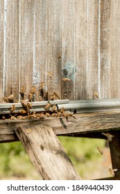 A close-up view of the working bees bringing flower pollen to the hive on its paws. Honey is a beekeeping product. Bee honey is collected in beautiful yellow honeycombs