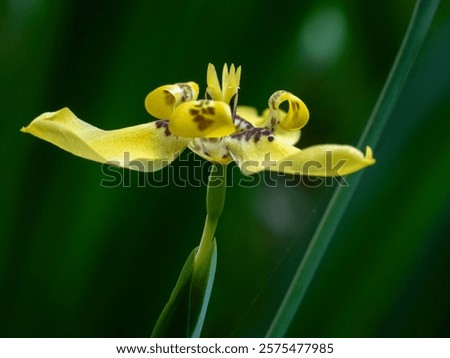 Similar – Image, Stock Photo Yellow Apostle Iris Flower Plant
