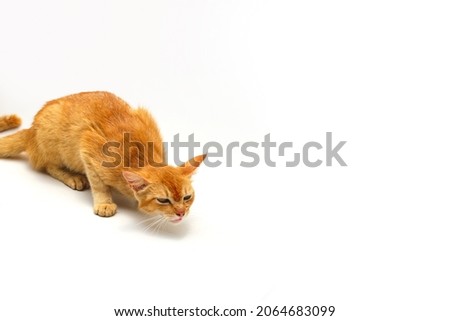 Close-up view of a yellow cat about to vomit something isolated on white background