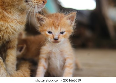 Close-up View Of A Yellow Kitten With Slanted Eyes Just Waking Up In The Morning In The Backyard