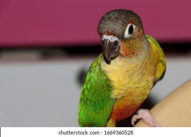 Closeup View Of Yellow Sided Green Cheeked Parakeet Or Green Cheeked Conure Semi Adult Parrot 