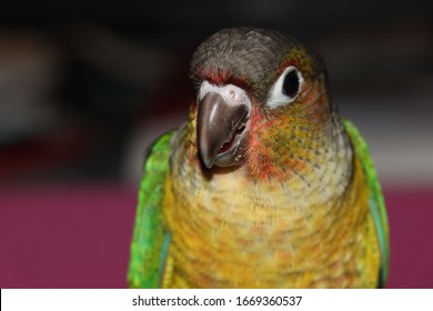 Closeup View Of Yellow Sided Green Cheeked Parakeet Or Green Cheeked Conure Semi Adult Parrot 