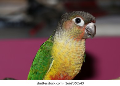 Closeup View Of Yellow Sided Green Cheeked Parakeet Or Green Cheeked Conure Semi Adult Parrot 