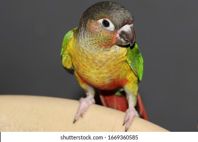 Closeup View Of Yellow Sided Green Cheeked Parakeet Or Green Cheeked Conure Semi Adult Parrot 