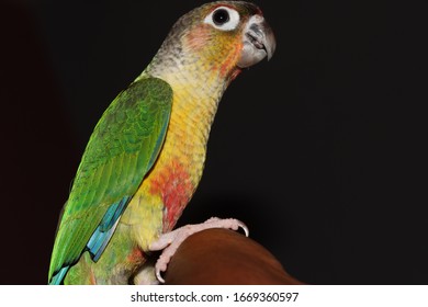 130 Kannur bird Images, Stock Photos & Vectors | Shutterstock