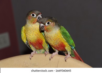 Closeup View Of Yellow Sided Green Cheeked Parakeet Or Green Cheeked Conure Semi Adult Parrot 