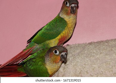 Closeup View Of Yellow Sided Green Cheeked Parakeet Or Green Cheeked Conure Semi Adult Parrot 