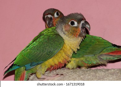 Closeup View Of Yellow Sided Green Cheeked Parakeet Or Green Cheeked Conure Semi Adult Parrot 