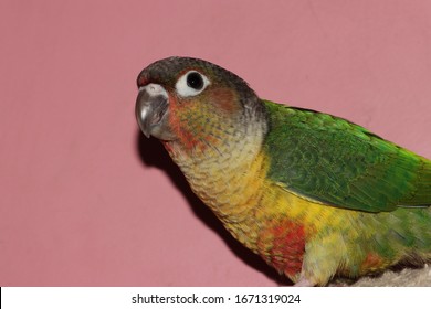 Closeup View Of Yellow Sided Green Cheeked Parakeet Or Green Cheeked Conure Semi Adult Parrot 