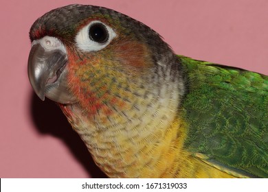 Closeup View Of Yellow Sided Green Cheeked Parakeet Or Green Cheeked Conure Semi Adult Parrot 