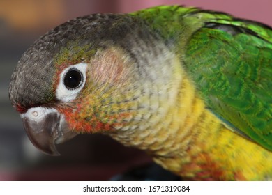 Closeup View Of Yellow Sided Green Cheeked Parakeet Or Green Cheeked Conure Semi Adult Parrot 