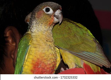 Closeup View Of Yellow Sided Green Cheeked Parakeet Or Green Cheeked Conure Semi Adult Parrot 