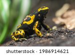 Close-up view of a Yellow-banded poison dart frog (Dendrobates leucomelas)