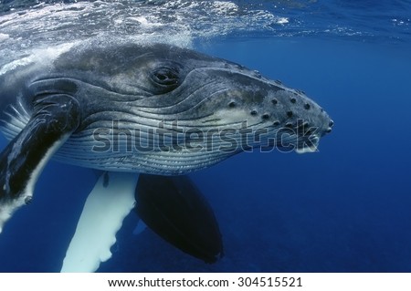 CLOSE-UP VIEW OF YOUNG HUMPBACK WHALE HEAD