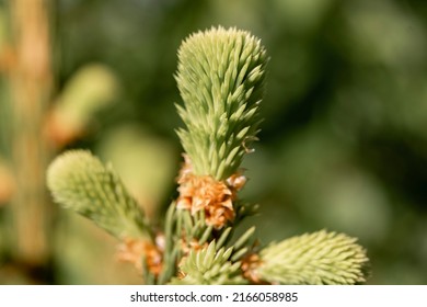 Closeup view of young pine needles