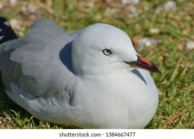 Close-up View Of Young Red-billed Gull On Green Grass In Bathroom Rubber Duck Position With Beautiful Sad Eyes