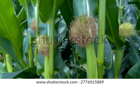 A close-up view of a young sweet corn plant (Zea mays) in a lush agricultural field. The plant features healthy, broad green leaves and thick stalks, depicting the reproductive stage of growth essential for pollination and kernel development. This image captures the essence of summer farming, organic crop cultivation, and sustainable food production.