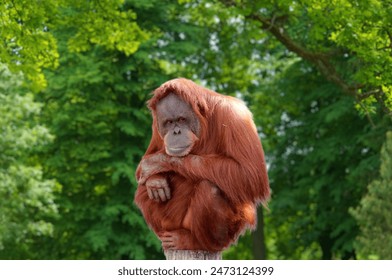 The close-up view of a young tapanuli orangutan