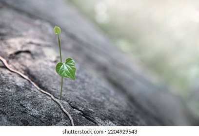 Close-up vine plants grow in stone crevices - Shutterstock ID 2204929543