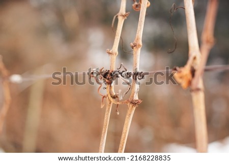 Similar – Image, Stock Photo touché Environment Nature