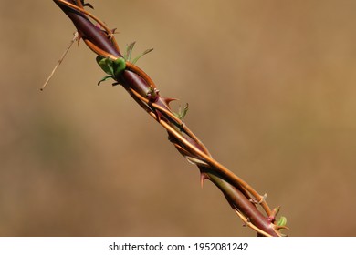 Closeup Of Vines And Thorns In Early Springtime