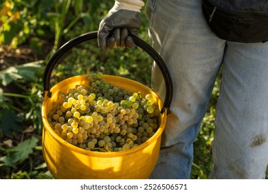 Close-up of vineyard worker's gloved hand holding yellow bucket filled with freshly harvested white grapes. Autumn grape harvest scene showcasing manual labor in winemaking process. - Powered by Shutterstock