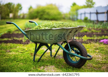 Closeup vintage wheelbarrow full of grass at green summer garden background.