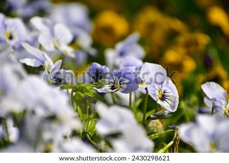 Close-up of the Viola, blue pansy flowers in the garden. Blue pansy flowers blooming background. Nature and flower background. Flower and plant.