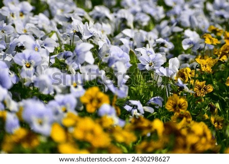 Close-up of the Viola, blue pansy flowers in the garden. Blue pansy flowers blooming background. Nature and flower background. Flower and plant.