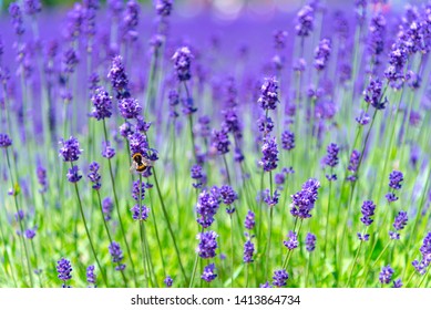 close-up violet Lavender flowers field at summer sunny day with soft focus blur background. Furano, Hokkaido, Japan - Shutterstock ID 1413864734