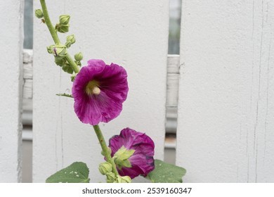 close-up of violet magenta hollyhock blossoms buds and stem and white picket fence - Powered by Shutterstock