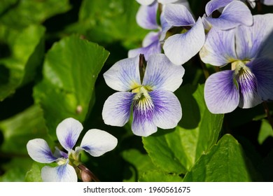 Close-up Of Violets In Jackson Park In Chicago