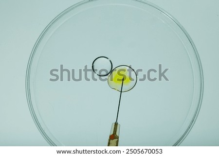 Close-up of an in vitro fertilization process with a needle injecting material into an egg within a petri dish.