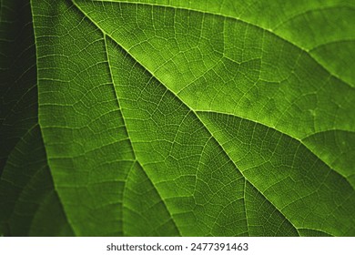 Close-Up of a Vivid Green Leaf with Detailed Vein Structure. - Powered by Shutterstock