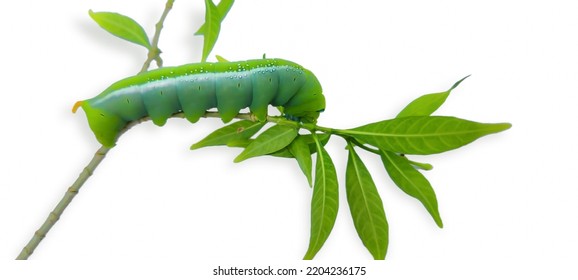 Closeup A Vivid Green Lime Swallowtail Caterpillar Crawling On A Lime Tree Leaf