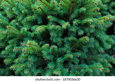 Close-up vivid green spruce branches.